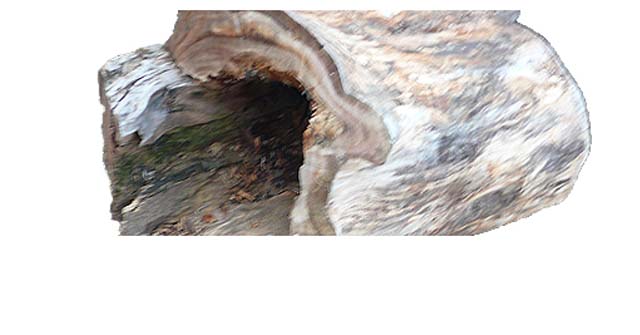 天然素材自体を生かした一枚板テーブルなどに、欅の根杢